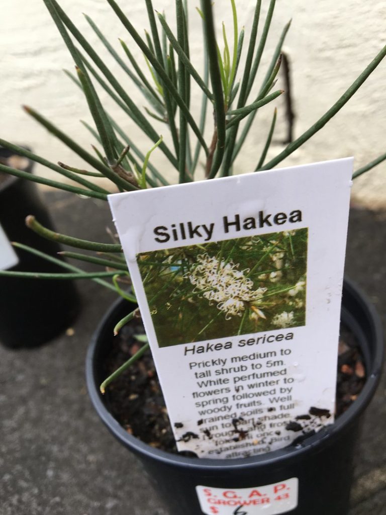 silky-hakea-label