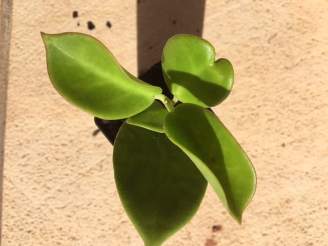 Hoya australis 