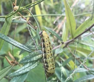Chequered Swallowtail caterpillar