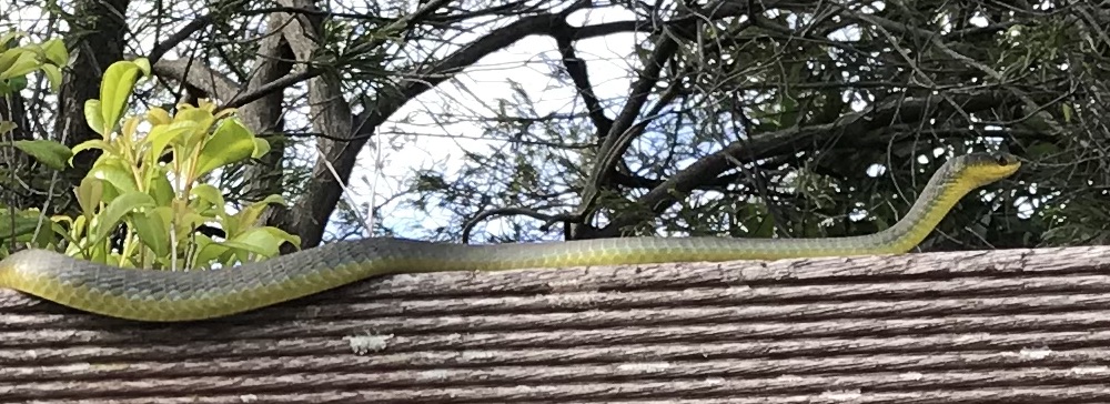 Tree snake close-up