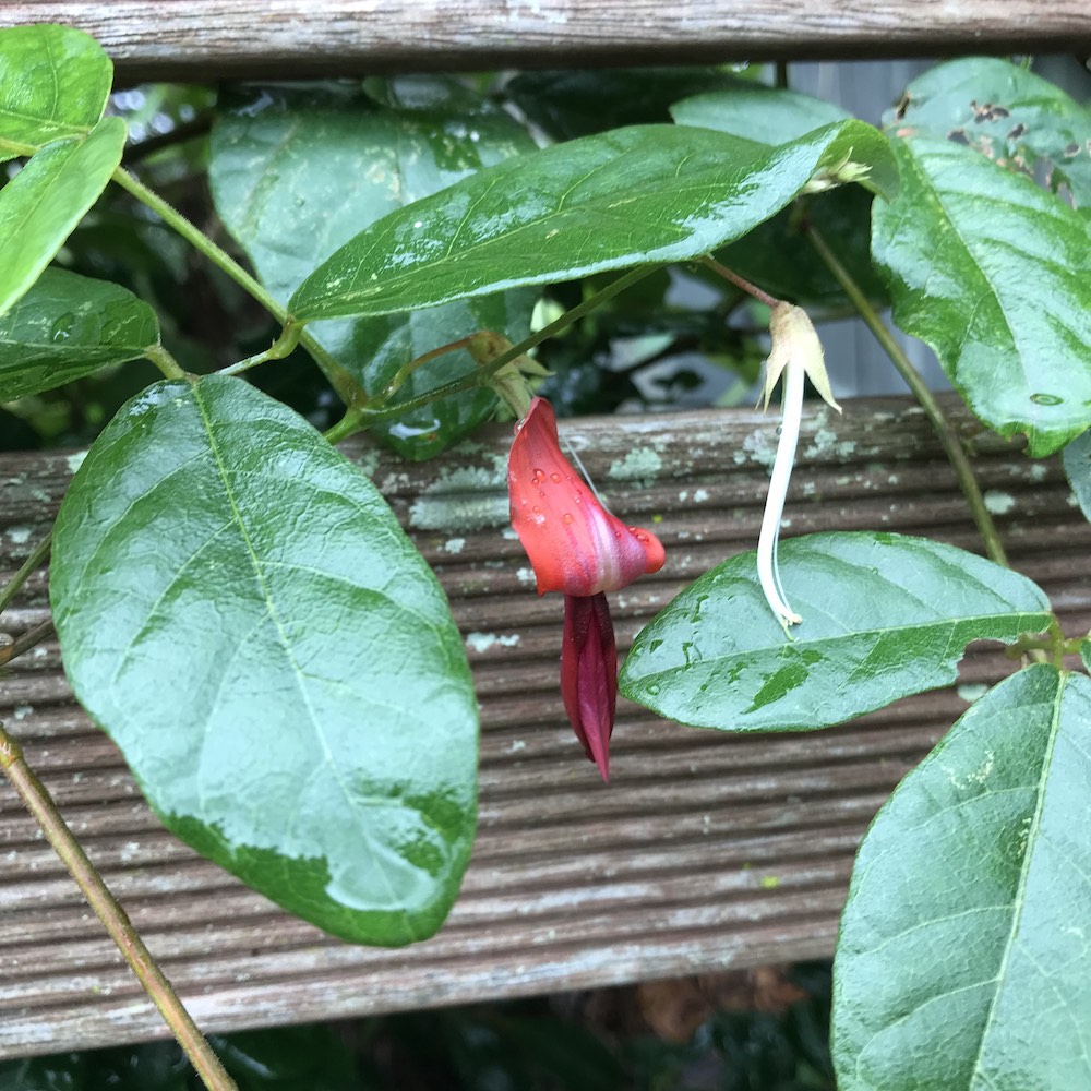 kennedia rubicunda flower